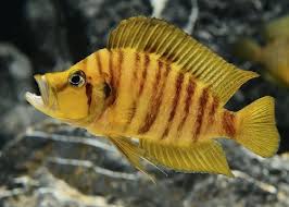 Yellow Calvus F1 Altolamprologus