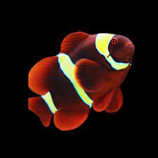 Gold Strip Maroon Clownfish (PREMNAS BIAUCULIATUS)