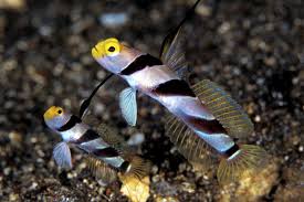 Yellow Nose Prawn Goby - Stonogobioops xanthorhinica