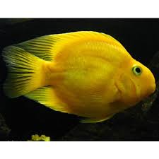 Yellow Parrot Cichlid 2.5"