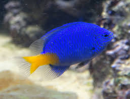 Yellow Belly Blue Damsel