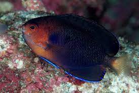 Pygmy Yellow Tail Angelfish (Centropyge flavicauda)