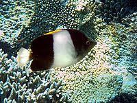 Zoster Butterflyfish - Hemitaurichthys zoster - Sri Lanka