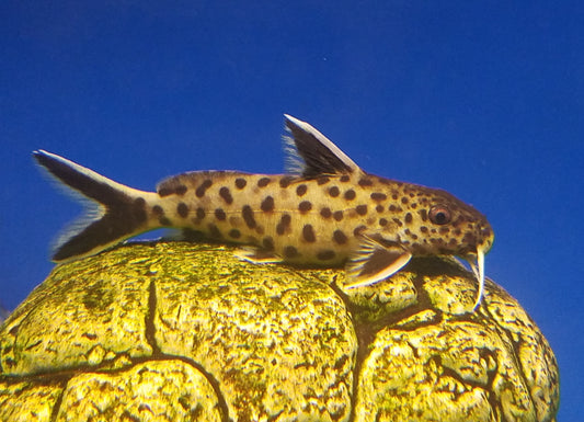 Synodontis Lucipinnis