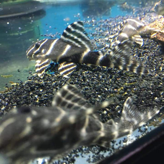 Black Flash Pleco L204