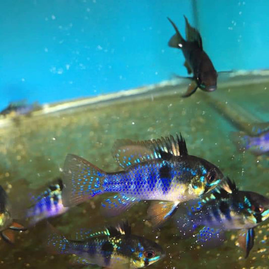 Mikrogeophagus Ramirezi - Dark Knight Ram