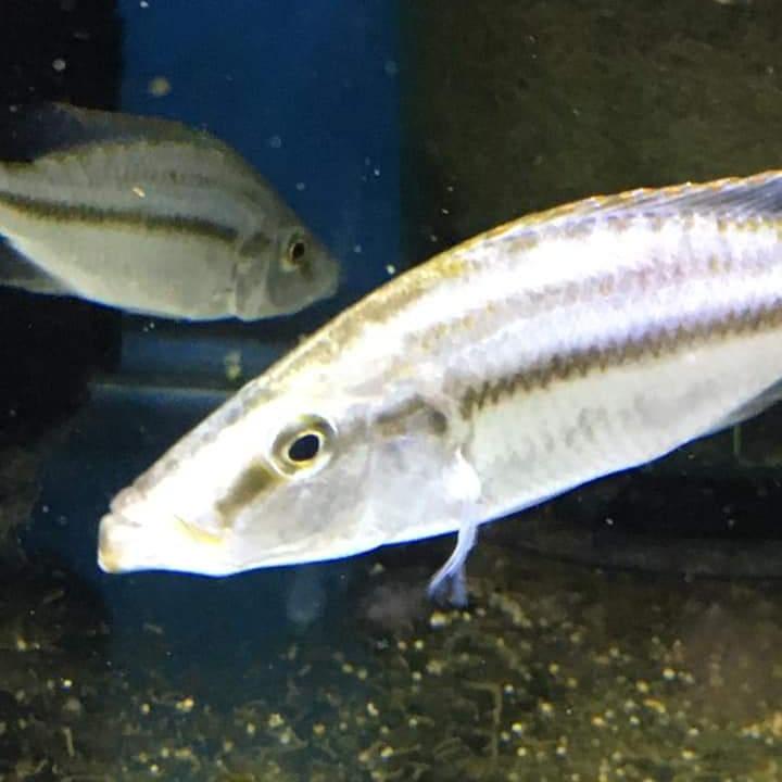 Dimidiochromis Compressiceps