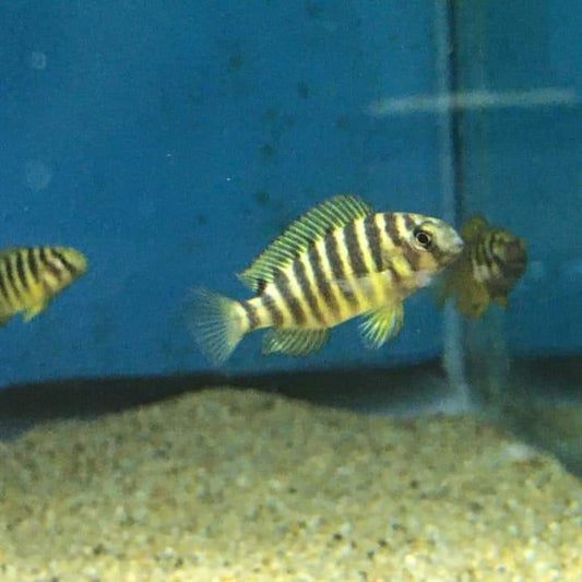 Tropheus Brichardi Ulwile