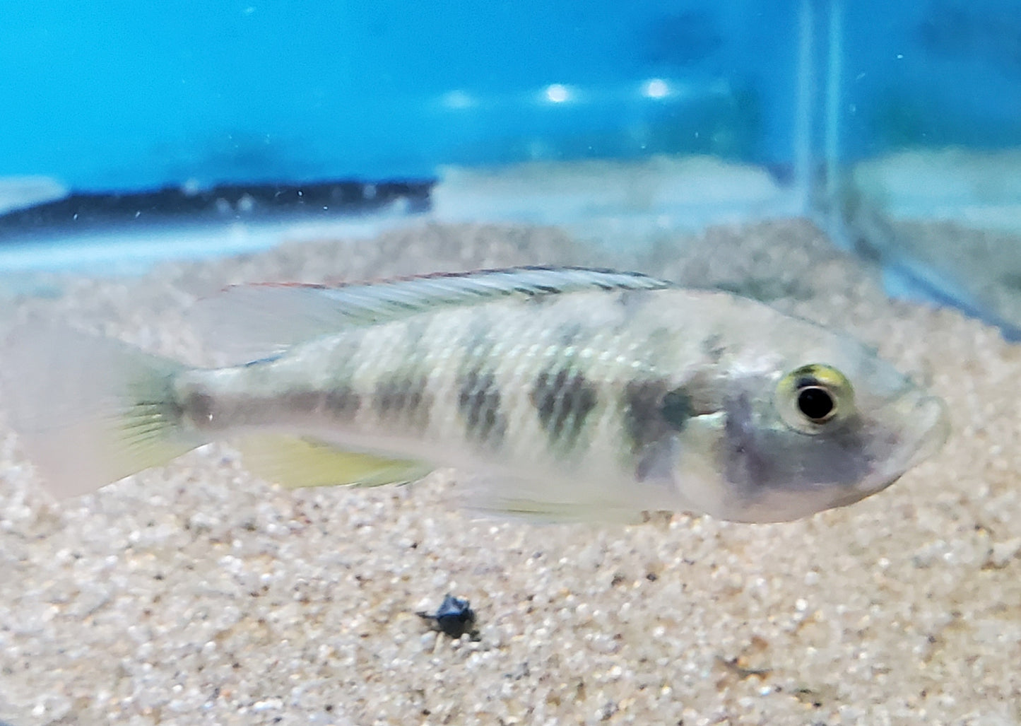 Haplochromis Sp4 Female