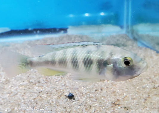 Haplochromis Sp4 Female