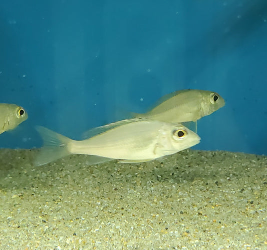 Callochromis Macrops Red