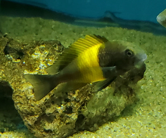 Tropheus Moorii Kiriza Kaiser