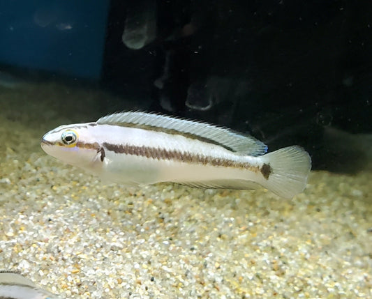 Telmatochromis Vittatus