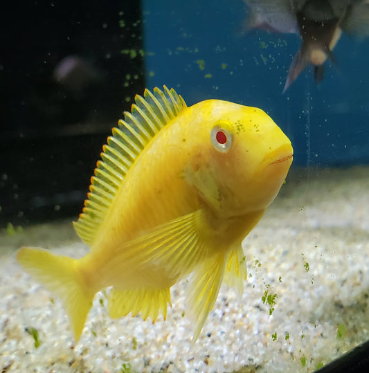 Tropheus Brichardi Albino Kipili