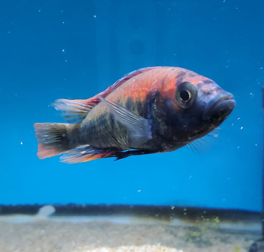 Victorian Haplochromis Assorted Male