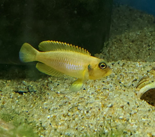 Neolamprologus Ocellatus Gold