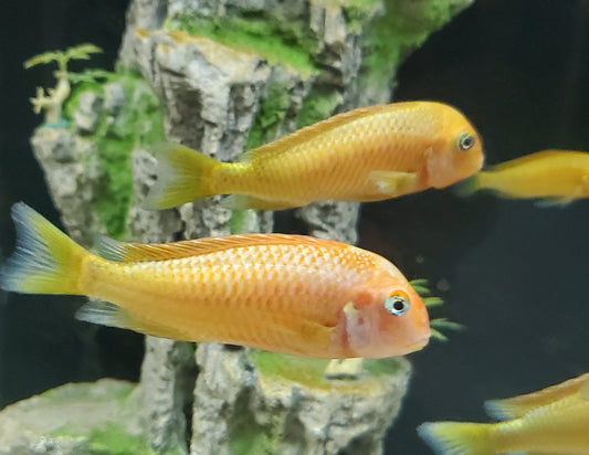 Tropheus Moorii Carambe Red Bishop