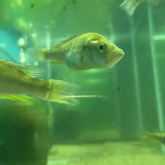 Pyxichromis Orthostoma