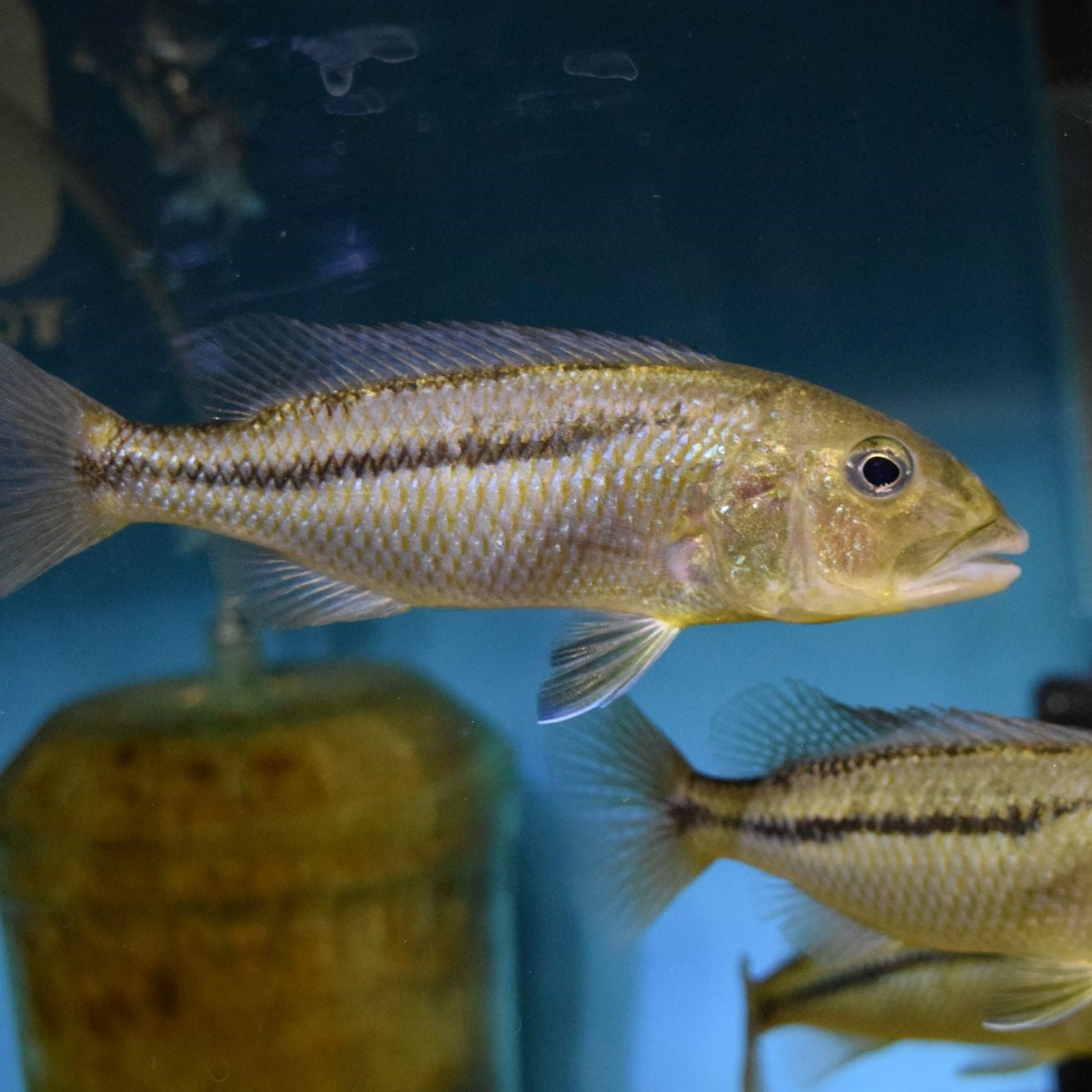 Aristochromis Christyi Large Females