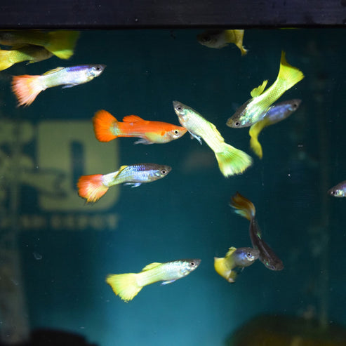 Guppy Assorted Male Guppy - for sale at Aquarium Fish Depot