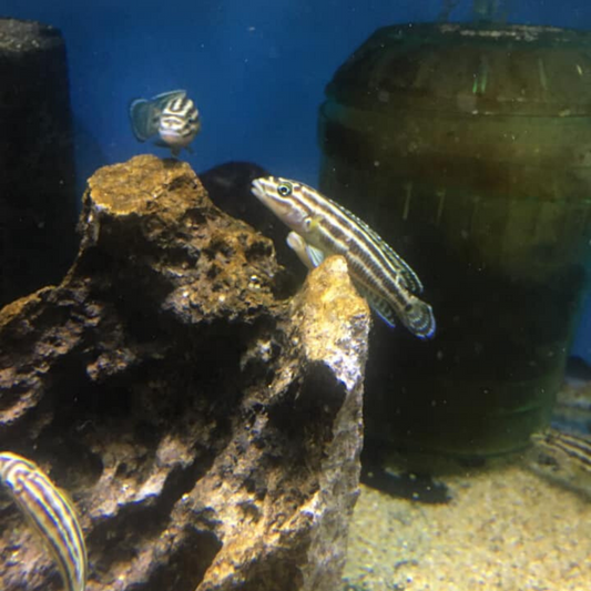 Julidochromis Regani Burundi