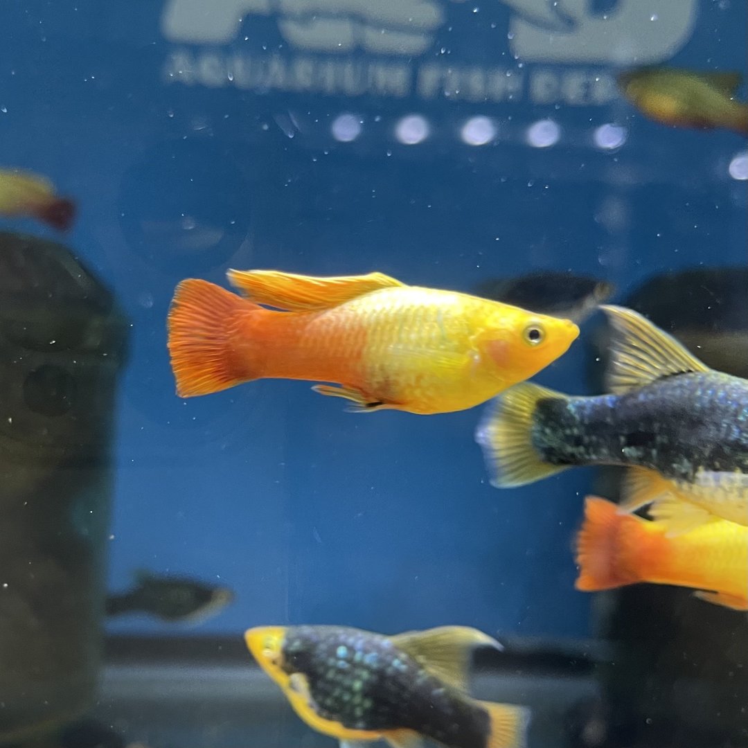 Platy Coral Red