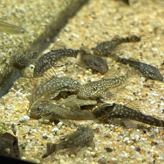 Bushynose Pleco