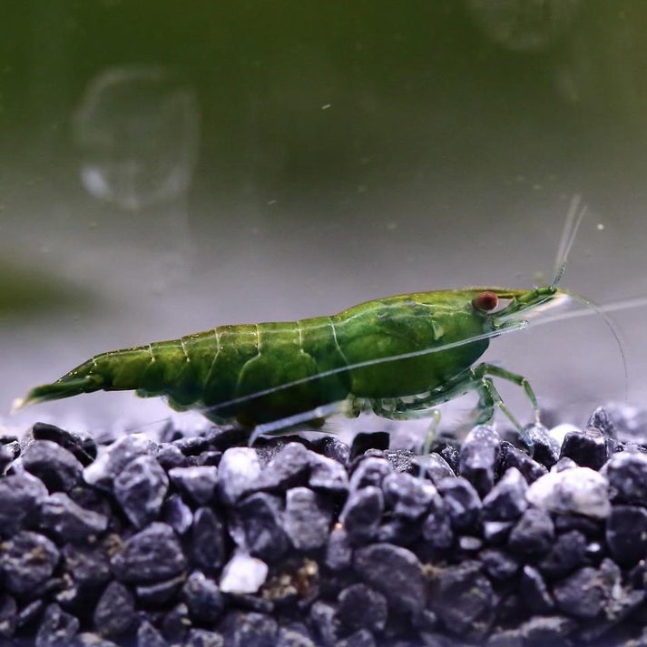 Shrimp Green Jade Neocaridina - Aquarium Fish Depot