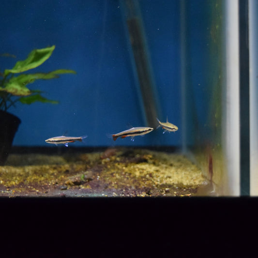 Beckfords Pencilfish