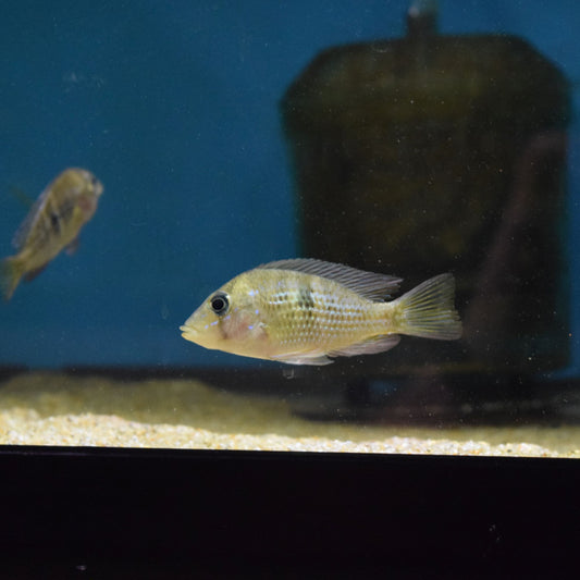 Gymnogeophagus Sp Blue Neon5