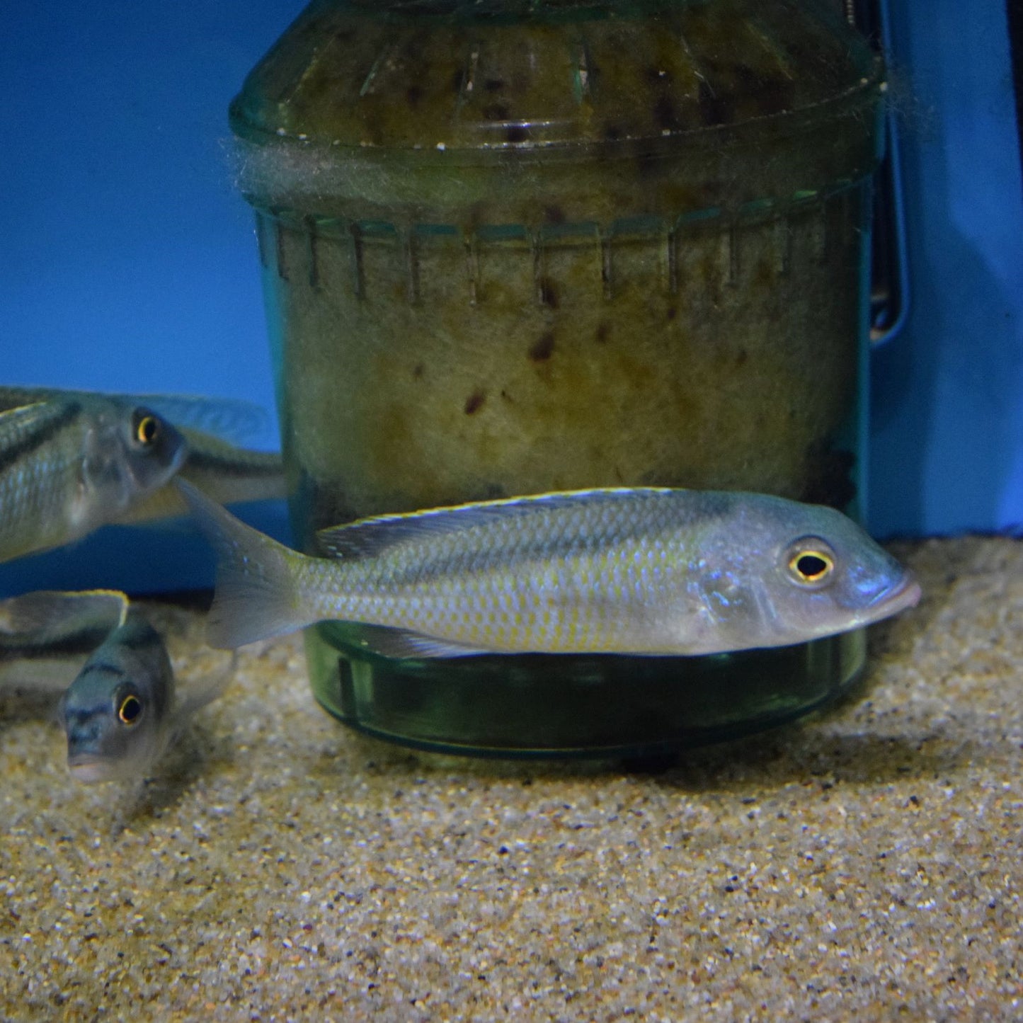 Buccochromis Spectabilis male