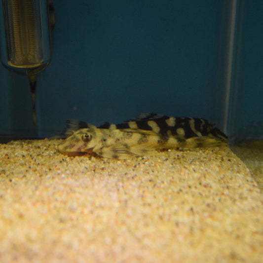 Butterfly Pleco L052