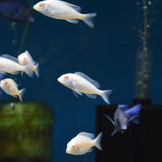 CYRTOCARA MOORI ALBINO BLUE DOLPHIN MEDIUM