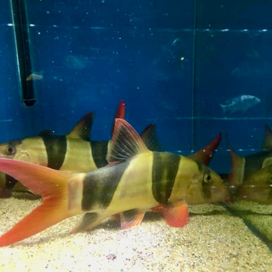 Clown Loach Large 5-6"