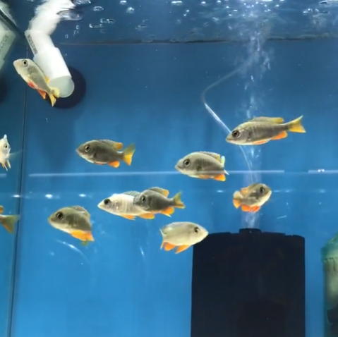 Copadichromis Borleyi Kadango Red Fin