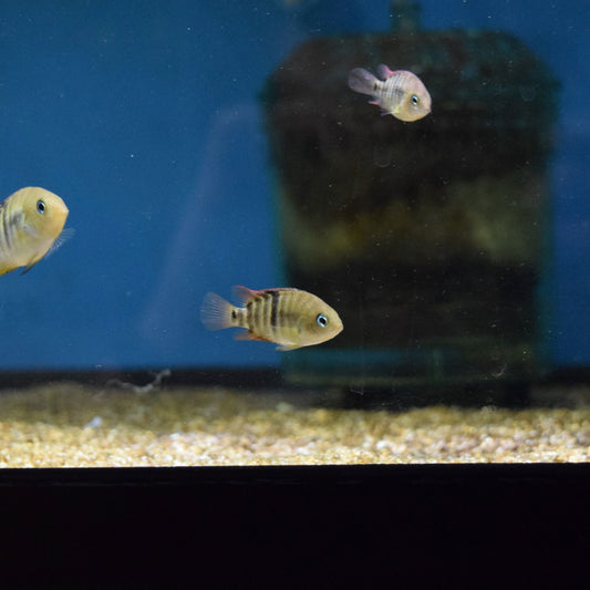 T-Bar Cichlid (Cryptoheros Sajica)