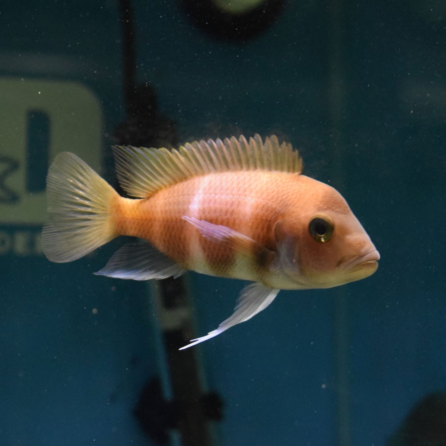 Cyphotilaphia Frontosa Xanthic - for sale at Aquarium Fish Depot