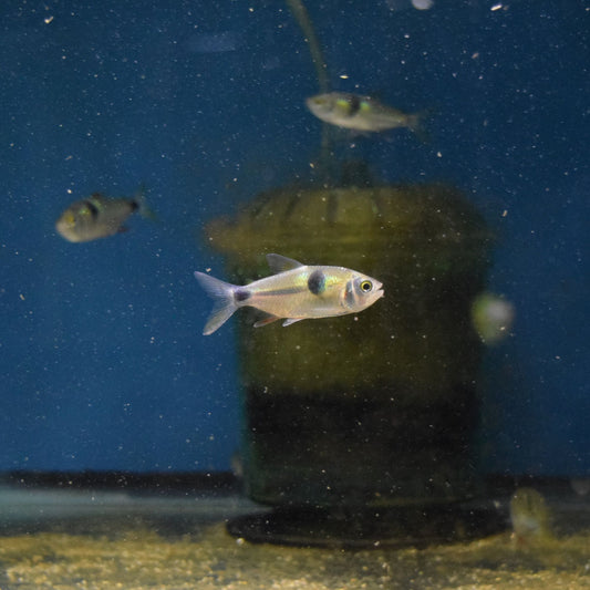 Bucktooth Tetra - Exodon Paradoxus