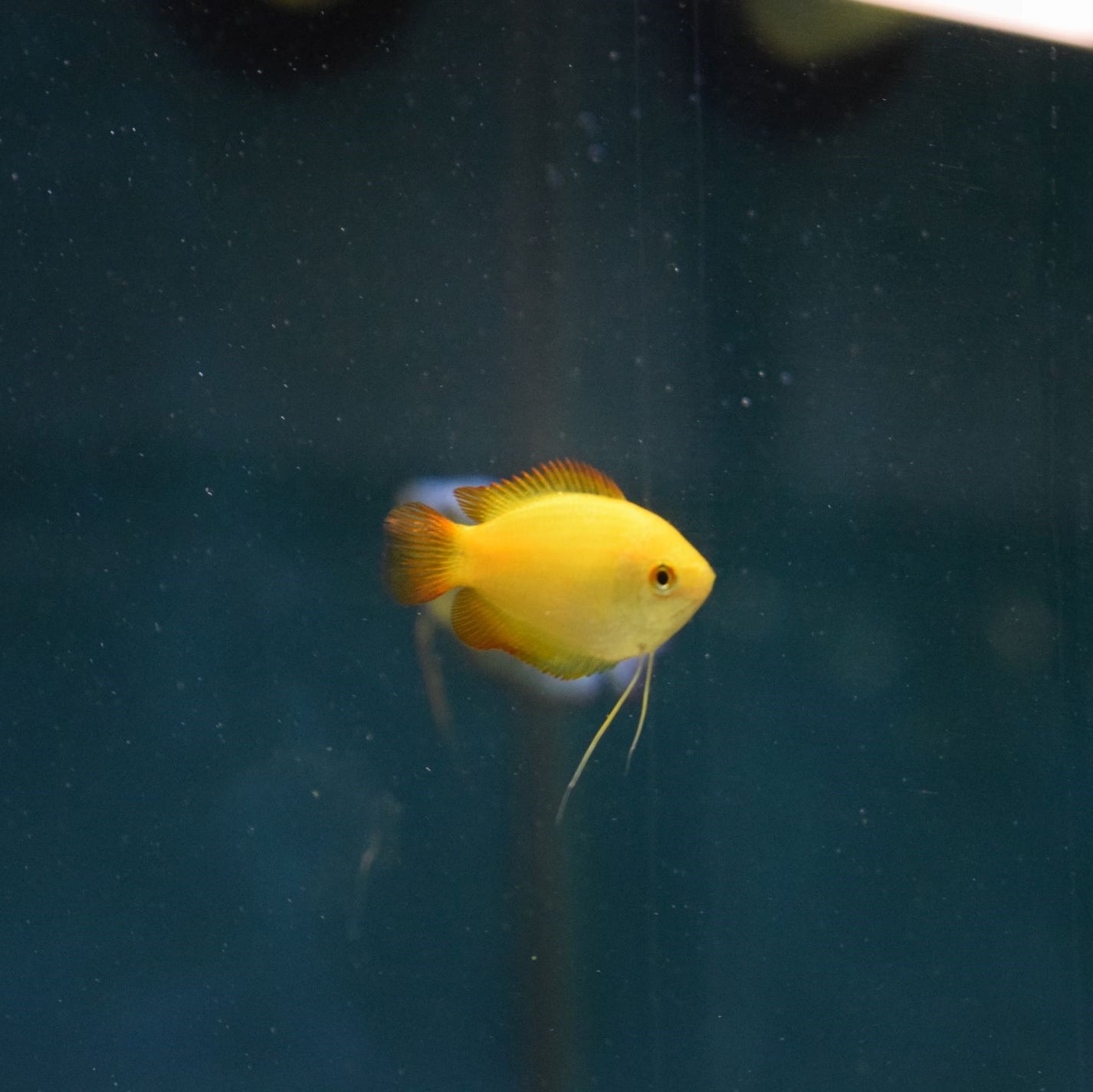 Gold Honey Dwarf Gourami for sale at Aquarium Fish Depot