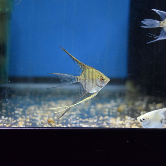 Gold Marble Angelfish - Medium