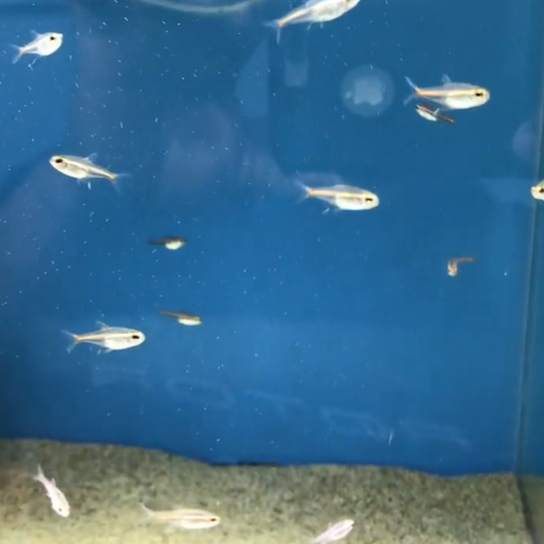 GloLite Tetra - for sale at Aquarium Fish Depot