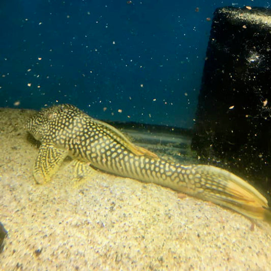 Goldie Pleco 9-10" L14