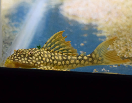 Goldie Pleco 3-4" L14