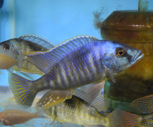 Hemitilapia Oxyrhancus Lg Pair