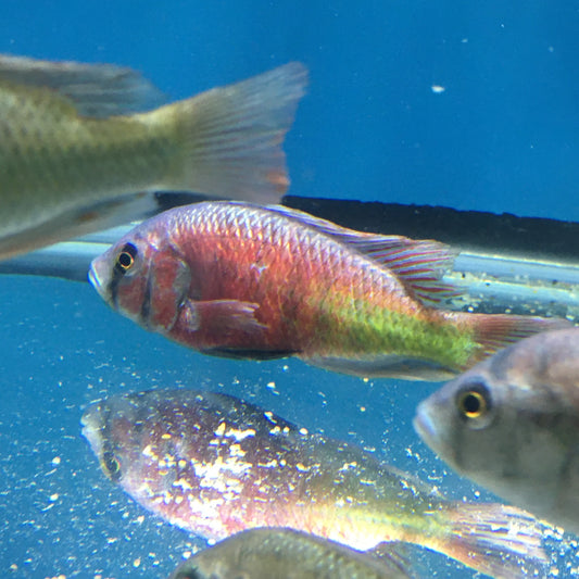 Ptyochromis 'Hippo Point Salmon'  Males 3.5-4"