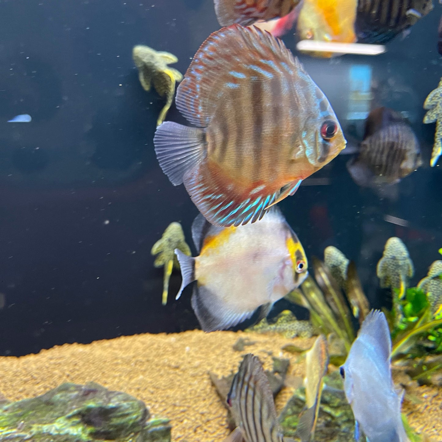 Discus Small