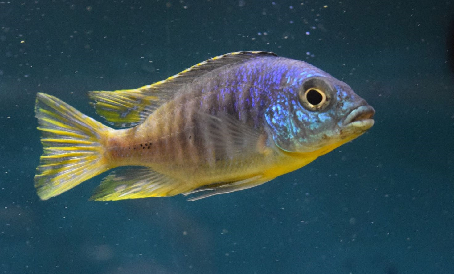 Placidochromis sp Jalo Reef Large Male - for sale at Aquarium Fish Depot