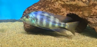 PLACIDOCHROMIS JOHNSTONI LARGE PAIR