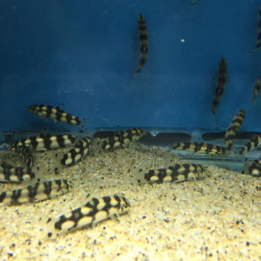 Burmese Border Loach (Botia Kubotai)