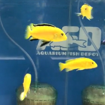 Yellow Lab (Labidochromis Caeruleus)
